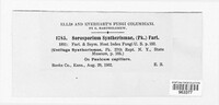 Ustilago syntherismae image